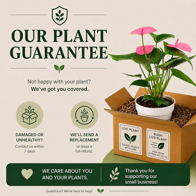Anthurium Pink Live Plant, Flowering Houseplant for Indoors, Low Maintenance Long Lasting Flowers, Ships in Bloom