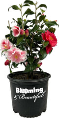 Blooming & Beautiful - Lady Vansittart Camellia - 3 Gal - Evergreen Shrub - Multi-Colored Blooms Pink Red White Splashes - Zones 7-9 – Camellia Japonica ‘Lady Vansittart’ - 3 Gallon Pot