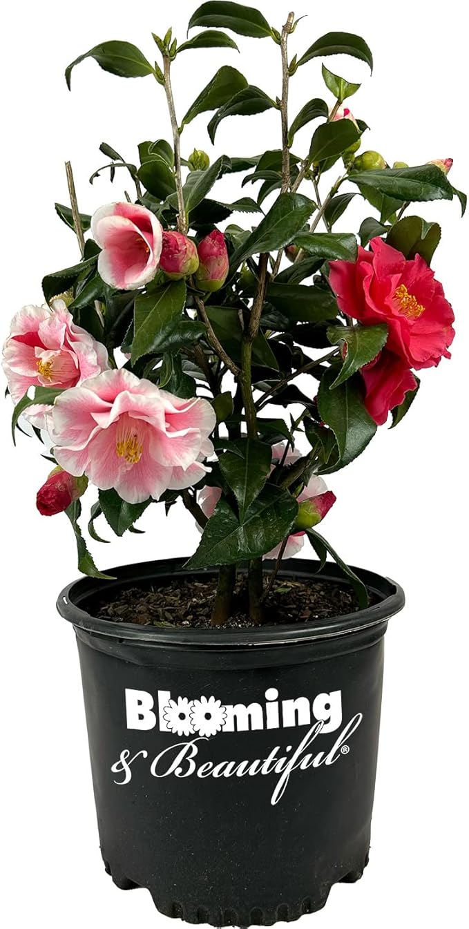Blooming & Beautiful - Lady Vansittart Camellia - 3 Gal - Evergreen Shrub - Multi-Colored Blooms Pink Red White Splashes - Zones 7-9 – Camellia Japonica ‘Lady Vansittart’ - 3 Gallon Pot
