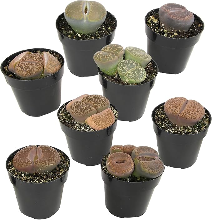 Plants for Pets Safe Non-Toxic Living Stones Succulents (8PK) XL Real Giant Lithops, Live Succulent Plants for Cats & Dogs, 2.5" Pots, Pet Friendly Houseplants, Unique Houseplant for Home or Office