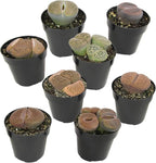 Plants for Pets Safe Non-Toxic Living Stones Succulents (8PK) XL Real Giant Lithops, Live Succulent Plants for Cats & Dogs, 2.5" Pots, Pet Friendly Houseplants, Unique Houseplant for Home or Office