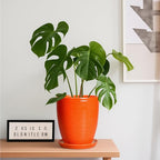 8 Inch Plant Pot, Ceramic Planters for Plants with Drainage and Saucer, Orange