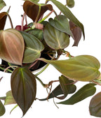 Philodendron Live Plant, Air Purifying, Easy Care, Easy to Grow, Rare Variety, Live Indoor Plant, 4 inch Pot (Philodendron Micans)