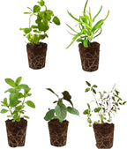 5 Live Herb Plants Seedling Plug Size –Thyme, Sage, Oregano, Peppermint & Rosemary | Ready-to-Plant Garden Starter Plugs (Not Potted)