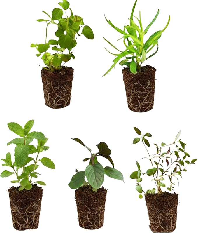 5 Live Herb Plants Seedling Plug Size –Thyme, Sage, Oregano, Peppermint & Rosemary | Ready-to-Plant Garden Starter Plugs (Not Potted)