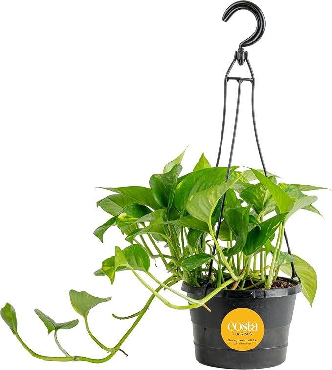 Costa Farms Golden Pothos Live Plant in Hanging Grower Pot, Easy-Care, Air Purifying Indoor Houseplant, Home, Room, or Office Decor, Great House Warming or Birthday Gift, 8-10 Inches Tall