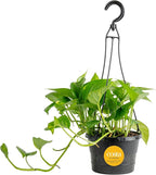 Costa Farms Golden Pothos Live Plant in Hanging Grower Pot, Easy-Care, Air Purifying Indoor Houseplant, Home, Room, or Office Decor, Great House Warming or Birthday Gift, 8-10 Inches Tall