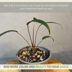 LEAL PLANTS ECUADOR Anthurium Cutucuense| Exotic Green Indoor Houseplant | Rare Anthurium Live Plant for Home Decor | Low Maintenance Tropical Plant for Living Room | Unique Heart-Shaped Foliage
