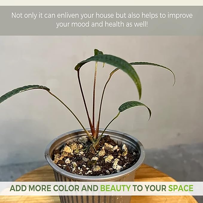 LEAL PLANTS ECUADOR Anthurium Cutucuense| Exotic Green Indoor Houseplant | Rare Anthurium Live Plant for Home Decor | Low Maintenance Tropical Plant for Living Room | Unique Heart-Shaped Foliage