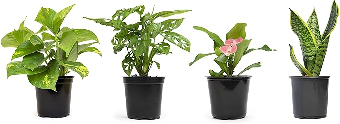 Easy to Grow Houseplants (6 Pack) + Classic Houseplant Collection (4PK) - Home and Office Plant Assortment with Low Maintenance Indoor Plants