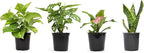 Easy to Grow Houseplants (6 Pack) + Classic Houseplant Collection (4PK) - Home and Office Plant Assortment with Low Maintenance Indoor Plants