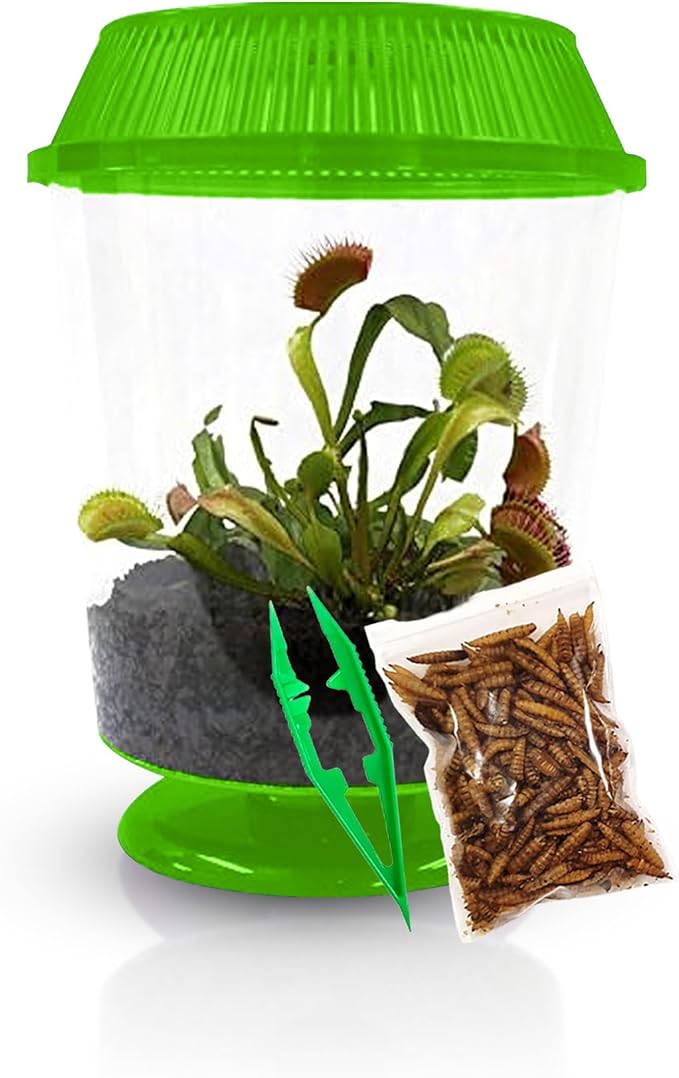 Venus Fly Trap Live Plant with 4.5" Green Terrarium + Carnivorous Plants Food Bundle with Feeding Tweezers - Carnivorous Plant Soil and Live Venus Flytrap