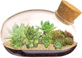 Grow Your Own Succulent Star Plant Mouse with Our Glass Terrarium Starter Kit - Fun and Easy to Grow with Complete Supplies - Plant A Mouse Garden That Will Last for Years - Great for Home Or Office