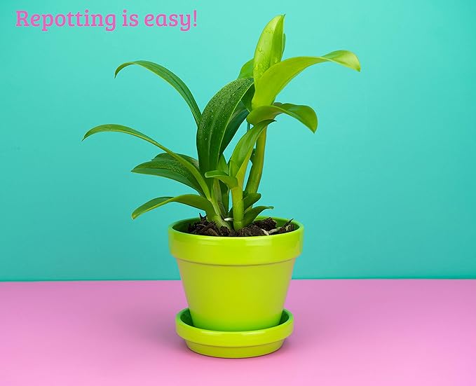2 Live Orchid Plants | Dendrobium Orchids | Real Houseplants in Potting Soil Mix with Orchid Pots | Flowering Plants | Decorative Flowers Orchid Mix | by Plants for Pets, Green