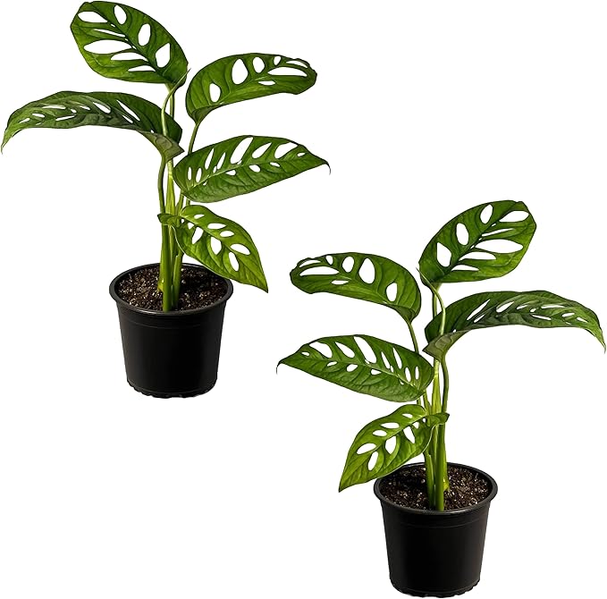 LEAL PLANTS ECUADOR Monstera Adansonii Swiss Cheese Plant (Pack of 2) Indoor houseplant | Live Plant Easy to Grow Indoor| Air Purifying Indoor Plant, Unique Gift for Plant Lovers