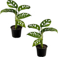 LEAL PLANTS ECUADOR Monstera Adansonii Swiss Cheese Plant (Pack of 2) Indoor houseplant | Live Plant Easy to Grow Indoor| Air Purifying Indoor Plant, Unique Gift for Plant Lovers