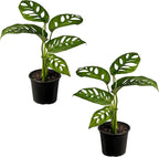 LEAL PLANTS ECUADOR Monstera Adansonii Swiss Cheese Plant (Pack of 2) Indoor houseplant | Live Plant Easy to Grow Indoor| Air Purifying Indoor Plant, Unique Gift for Plant Lovers