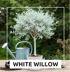 One White Willow Tree - Silver Leafs Shimmer in The Moon Light - One Cutting to Grow, Beautiful Outdoor Shade or Privacy Trees