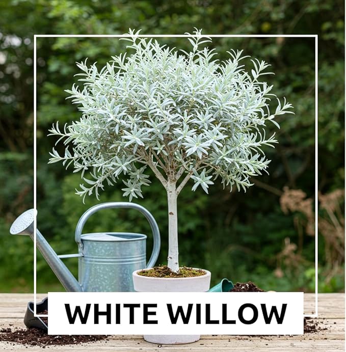 One White Willow Tree - Silver Leafs Shimmer in The Moon Light - One Cutting to Grow, Beautiful Outdoor Shade or Privacy Trees