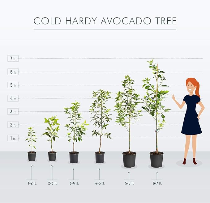 Brighter Blooms - Cold Hardy Avocado Tree, 4-5 ft. - No Shipping to AK, AZ, HI, OR