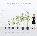 Brighter Blooms - Cold Hardy Avocado Tree, 5-6 ft. - No Shipping to AK, AZ, HI, OR