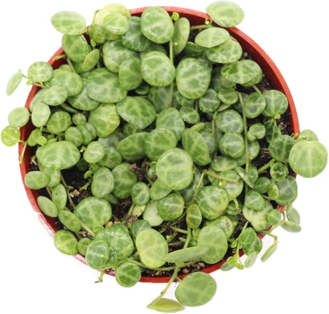 California Tropicals 4" String of Turtles Live Indoor House Plants - Mini Rooted Potted Tropical Garden Supplies - Fresh Leaf, Easy Care, Easy Plant, Hanging Office Plant - Air Purification