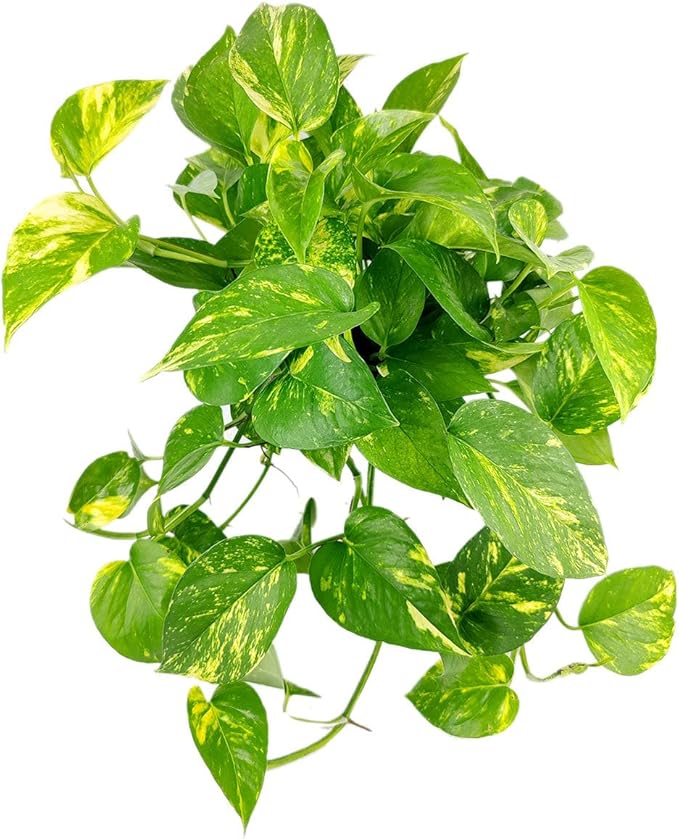 Pothos Golden (6 inch) - Lucky Houseplants - 4/6 inch Unique Live Decorative Houseplants - Easy to Care Indoor Plants, Perfect for Office, Home & Feng Shui Decor