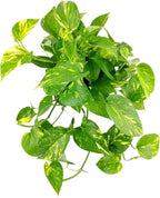 Pothos Golden (4 inch) - Lucky Houseplants - 4/6 inch Unique Live Decorative Houseplants - Easy to Care Indoor Plants, Perfect for Office, Home & Feng Shui Decor