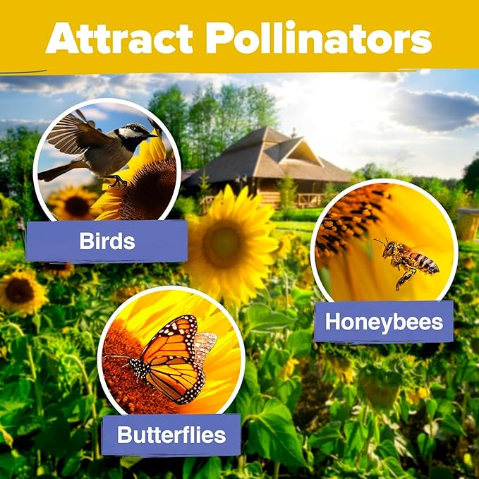 HOME GROWN Sunflower Seeds for Planting | 8 Varieties |1000+ Non-GMO Sun Flower Seeds Packets to Plant: Grow Dwarf Sunflowers, Mexican Sunflowers, Wild, Lemon Queen,Autumn Beauty,Sunspot, Velvet Queen