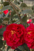 Kramers' Camellia, Live Flowering Shrub, 1 Trade Gallon/3 Quart, Rosy-Red Blooms, Dark Green Foliage