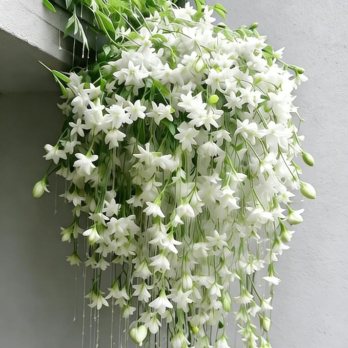 Climbing Jasmine Flower Seeds for Planting, 100 Jasminum Sambac Seeds, Perennial Flower Plants, Non-GMO Heirloom Climbing Jasmine Seed for Home Garden, Balcony, Vertical Garden Decor