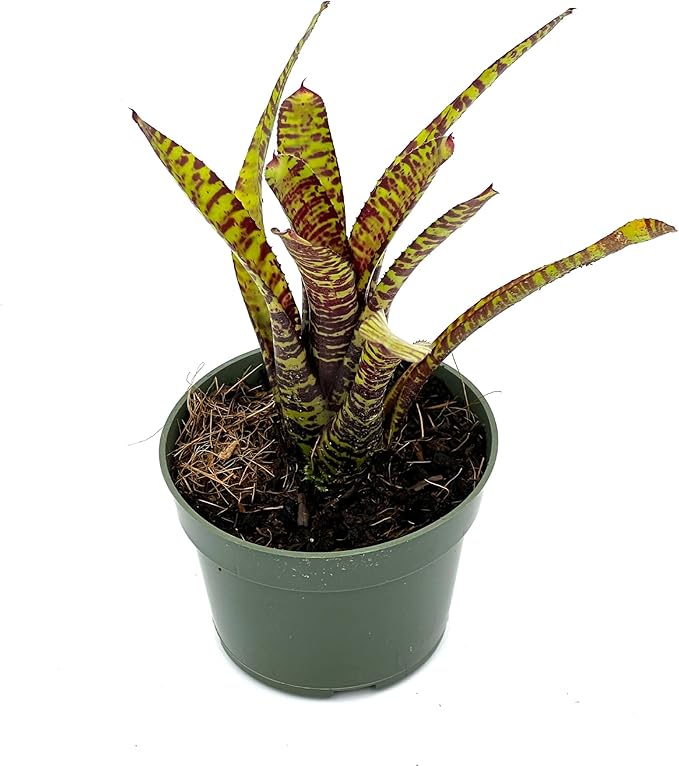 ragnaroc Live Plants – Bromeliad Neoregelia Tiger, 4-8" in 4" Pot - 1ct - Live Arrival Guaranteed - House Plants for Home Decor & Gift