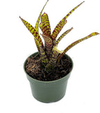 ragnaroc Live Plants – Bromeliad Neoregelia Tiger, 4-8" in 4" Pot - 1ct - Live Arrival Guaranteed - House Plants for Home Decor & Gift