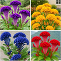300+Red Rare Cockscomb Seeds for Planting-Celosia Flower Seeds Flowering Heirloom Plant