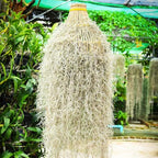 Fresh Air Plant Live Spanish Moss Houseplants Clump 10" Long to Grow, Tillandsia Air Purifying Plants Indoor for Hanging Décor