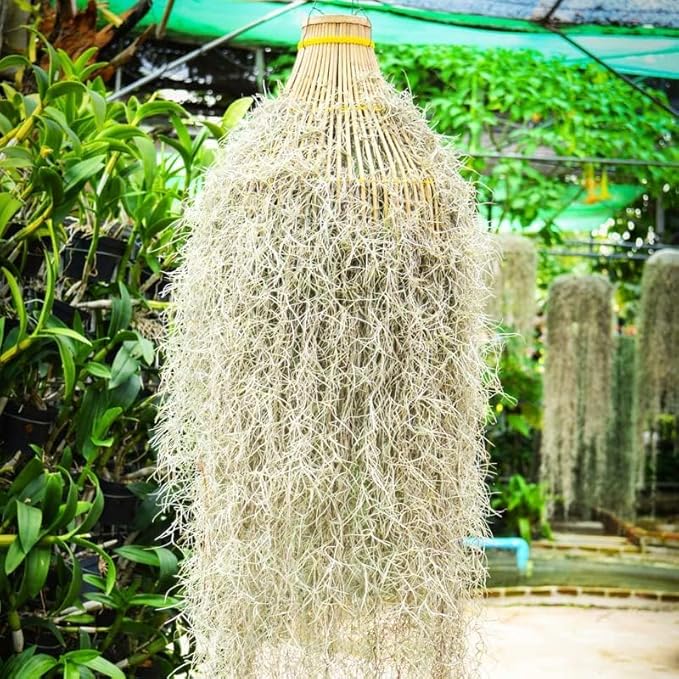 Fresh Air Plant Live Spanish Moss Houseplants Clump 10" Long to Grow, Tillandsia Air Purifying Plants Indoor for Hanging Décor