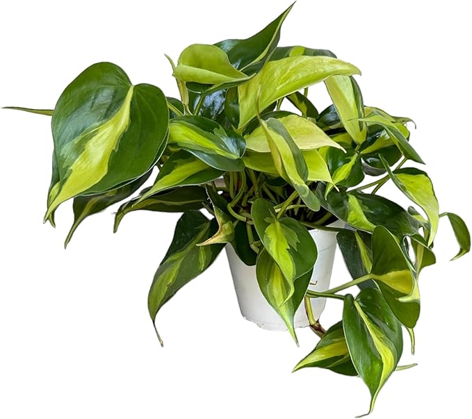 Hopewind Plnats Shop - Philodendron hederaceum Brasil, Rare Variety, Live Indoor Plant, 4 inch Pot