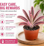4 Pack Pink Mother of Millions Live Plant 2 Inch Pot Kalanchoe Delagoensis Starter Succulent Easy Care Indoor Outdoor Houseplant Fast Growing Self Propagating Unique Gift Rare Succulent Plant