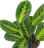 Live Plant, Lemon Lime Maranta Prayer Plant, Pet Friendly, Air Purifying, Easy Care, Easy to Grow Live Indoor Plant, Houseplant, Rare Plant, Home Décor 4 inch White Pot (Heat Pack Included)