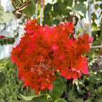 2 Bougainvillea Live Plants, Tropical Bougainvillea Flowering Vine, Fast Growing Outdoor and Container Plant, 4-8'' Tall (Doubel Red Blooms)