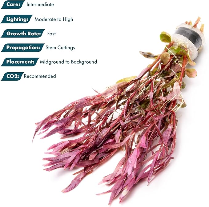 SubstrateSource Live Aquarium Stem Plants - Freshwater Aquatic Plant for Fish Tanks, Aquascaping - (Rotala Narrow Leaf Sp. Red, 1 Bunch)