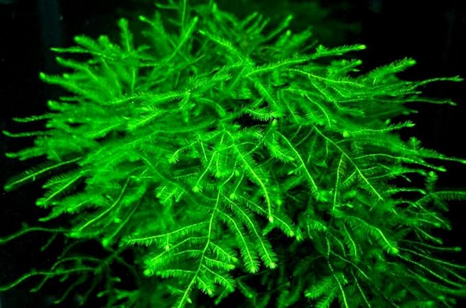 Anubias + Hornwort + Amazon Sword + Java Moss - 4 Types of Easy/Beginner Live Aquarium Plants - Great Selection for Any Tank! Instantly Beautify Your Tank with These Stunning Live Plants! BUY2GET1