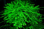Anubias + Hornwort + Amazon Sword + Java Moss - 4 Types of Easy/Beginner Live Aquarium Plants - Great Selection for Any Tank! Instantly Beautify Your Tank with These Stunning Live Plants! BUY2GET1