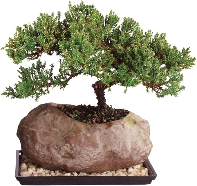 Brussel's Bonsai - Live Green Mound Juniper Bonsai Tree with Rock Pot and Bonsai Tray, Outdoor Bonsai Tree Live Plant, 5 Years Old, 6-10 Inches Tall, Easy Care Bonsai for Patio Garden (Medium)