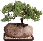 Brussel's Bonsai - Live Green Mound Juniper Bonsai Tree with Rock Pot and Bonsai Tray, Outdoor Bonsai Tree Live Plant, 5 Years Old, 6-10 Inches Tall, Easy Care Bonsai for Patio Garden (Medium)