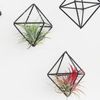6-Pack Geometric Wire Air Plant Holders, Small Black Metal Tillandsia Stands for Desk Decor, Himmeli Planter Rack for Home & Office – Cute Display for Small/Medium Air Plants