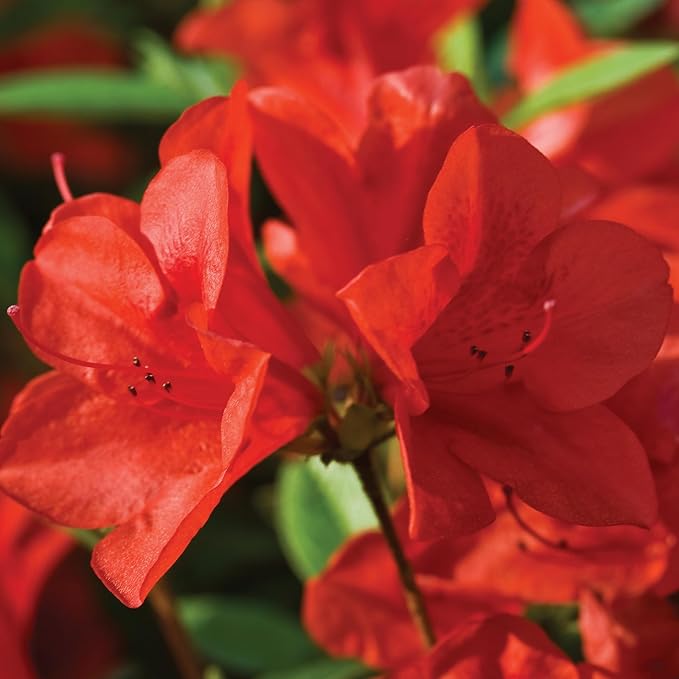 2 Gallon Encore Azalea Autumn Bravo Azalea