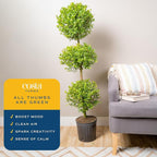 Costa Farms 3-Ball Eugenia Topiary Live Indoor Plant, Potted in Nursery Plant Pot, Indoor Outdoor Home and Patio Decor, 42-Inches Tall