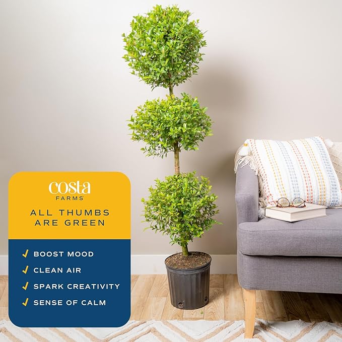 Costa Farms 3-Ball Eugenia Topiary Live Indoor Plant, Potted in Nursery Plant Pot, Indoor Outdoor Home and Patio Decor, 42-Inches Tall