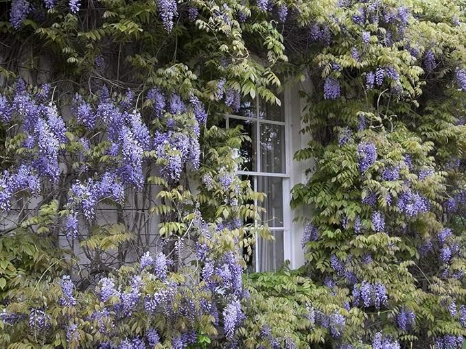 5 Blue Flowering Chinese Wisteria Vines - 6-12" Tall Live Plants - Wisteria Seedlings - Wisteria sinensis - (5 Pack)